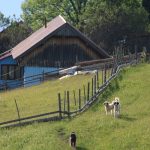 Colibița, luxul discret al naturii - (Foto: Claudiu Vatau)